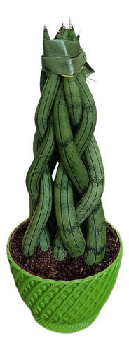 Espada De São Jorge Sansevieria Trançada Decorativa Natural