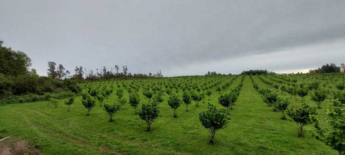 Campo En Venta Inversionista Pitrufquen (104143)