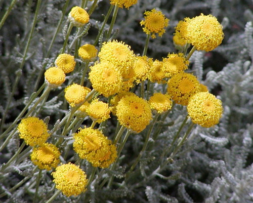 Sementes De Santolina Alfazema Amarela Abelhas Do Jardim 