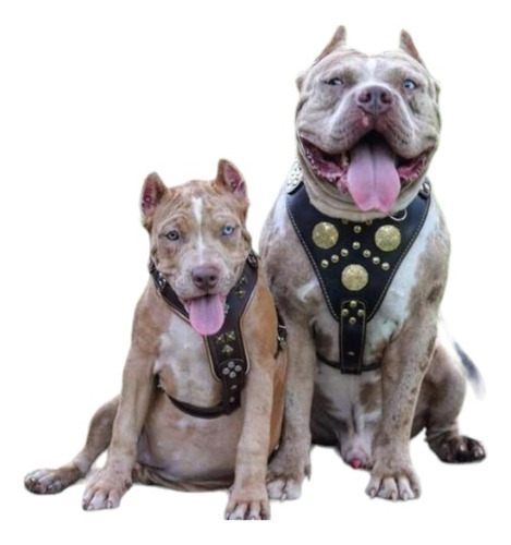 Arnés Para Perro Máximus Gold, Cuero, Bestia Dog Gear L/ Xl