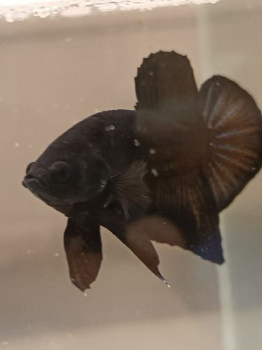 Betta Halfmoon Plakat Súper Black Macho