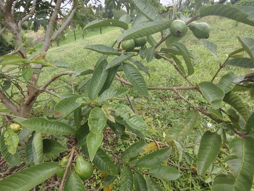Vencambio Finca Excelente Ubicación. Fredonia
