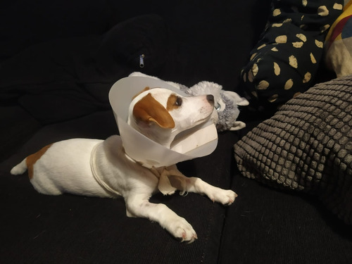 Imagen 6 de 10 de Guardería De Mascotas Guardería Canina Cuidado De Perros
