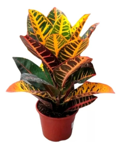 Croton Monalisa Planta Interior Exterior M19 