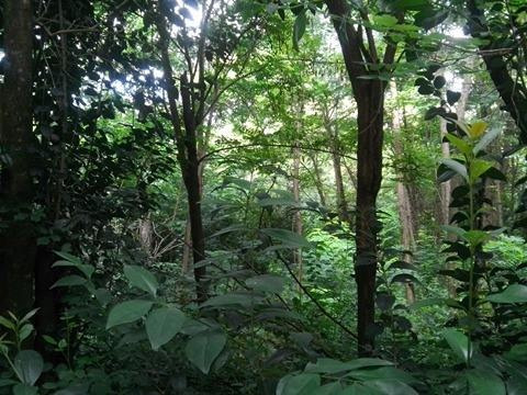 Imagen 4 de 7 de Venta De Lote En Merlo, San Luis