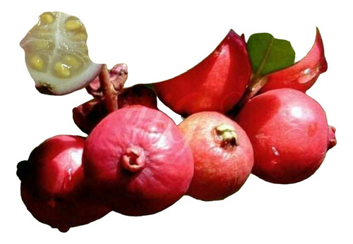 Guayaba Japonesa, Arbolito Muy Bonito