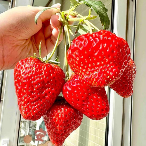 Semillas Gigantes De Fresa Dulce Para Plantar
