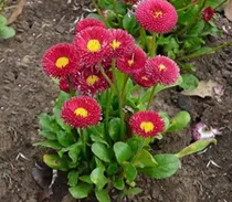 Comprar  Semillas Flores Margarita De Los Prados X30 Semillas