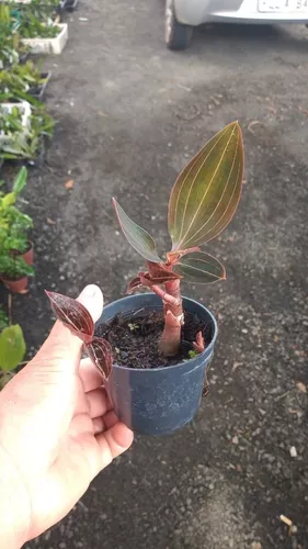 Kit 2 Ludisia Discolor Orquídea Pipoca Joia Terrestre Rara