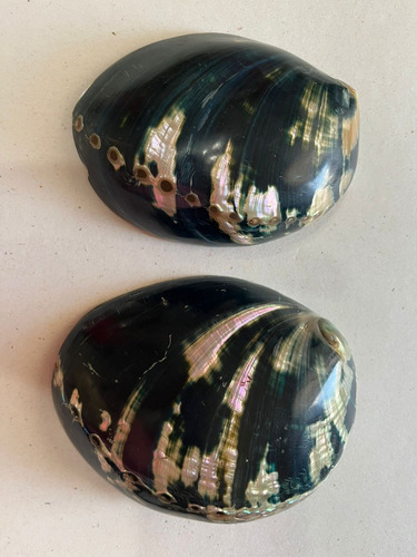 Conchas Abulón Negro Pulidas Paquete Con 2 Piezas