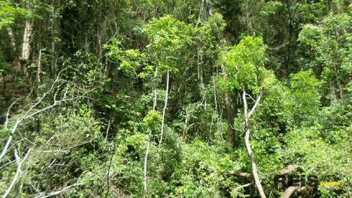 Imagem 16 de 30 de Sítio À Venda, 10000 M² Por R$ 250.000,00 - Piedade - Piedade/sp - Si0017