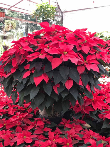 Imagen 6 de 7 de Flor De Noche Buena