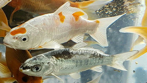 Carpas Koi Importadas De Singapur 8cm X 1 Unid Envíos