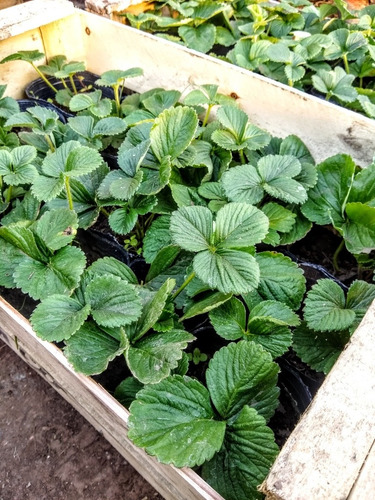 Promo Cajon 15 Plantas De Frutillas - Huerta - Maceta 12