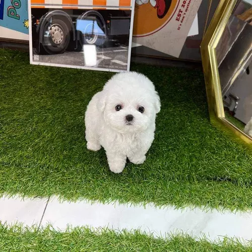 French Poodle Mini Toy Guadalajara