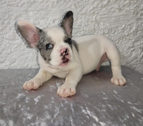 Cachorros Bulldog Francés Pied Blue Merle Disponibles Perros