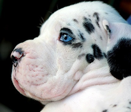 Dogue Alemão Arlequim Macho 01