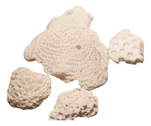 Coral Blanco, Esponja, Fósil, Peceras, Impecables. Lote De 4