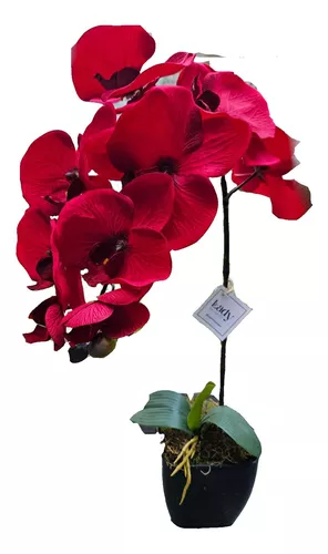Orquídea Roja  Flores y Detalles
