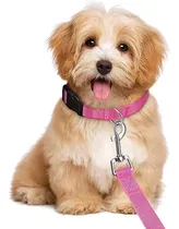 Comprar Paseadores Correas Y Collares Para Su Mascota
