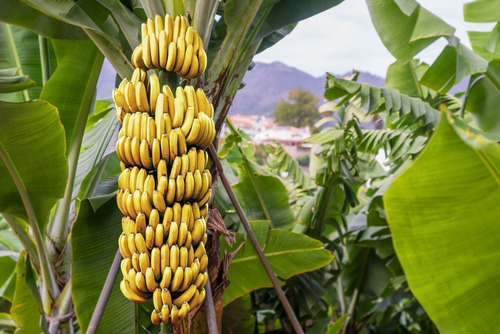 Kit 200 Mudas De Banana Maçã, Prata Ou Nanica + Manual