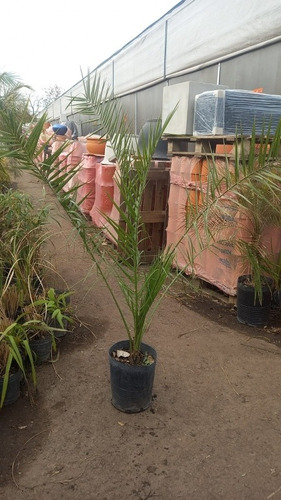 Imagen 4 de 4 de Palmera Phoenix Canariensis 20lts