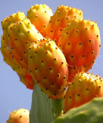 Tuna Naranja Opuntia, 3 Piezas Penca/raqueta Nopales Tunero