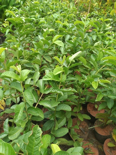 Goiaba Tailand.+acerola Produzindo E Maçã + Pera P/ Produzir