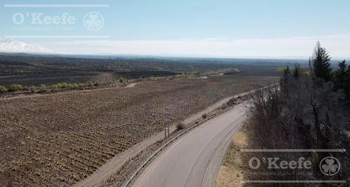 Imagen 20 de 30 de Campo En Venta En Tupungato De 30000 Has - Viñedos De Altura - Nogales - Desarrollo Inmobiliario