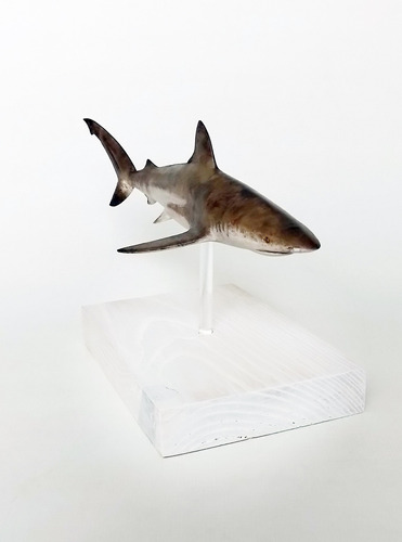 Escultura De Tiburón Bacota - Carcharhinus Brachyurus