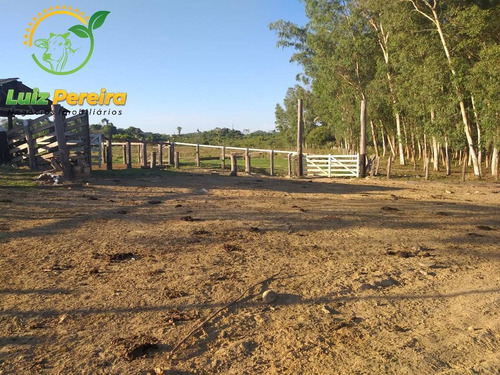 Imagem 15 de 15 de Fazenda À Venda Em Pacajá - Pa - De 625 Alqueirões (dupla Aptidão) - 1830