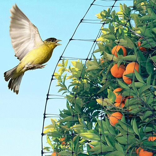 Red De Pájaros Verdes Para Proteger Las Plantas Árboles Frut
