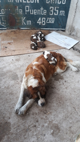 Cachorros San Bernardo 