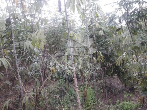 Imagem 30 de 30 de Chácara 11.000m² Em Engenheiro Coelho - Ch00014 - 33452159