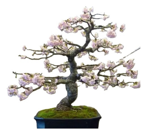 Kit Para Sembrar 15  Arbol Bonsai Cerezo Japones