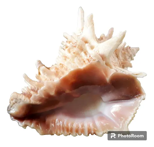 comprar Concha Marinha Decorativa Vasum Concha Do Mar  100mm  L.4889
