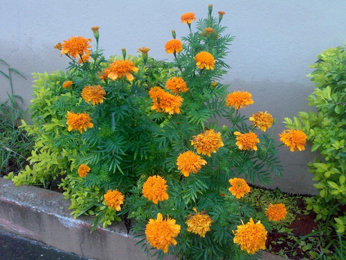 Cravo De Defunto Sementes De Flor P/ Mudas | Parcelamento sem juros