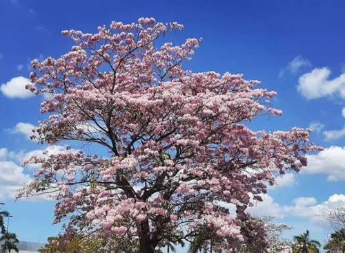 Semilla Macuilli Rosado 