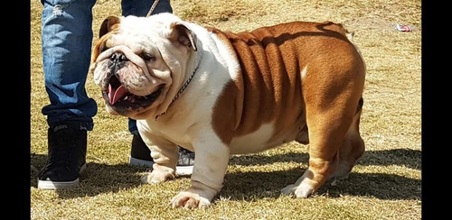 Bulldog Ingles Cachorro Macho Enero  2021