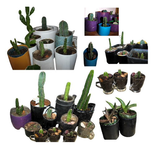 6 Cactus Maceta Reciclada Euphor Trigona-defen Energia Negat