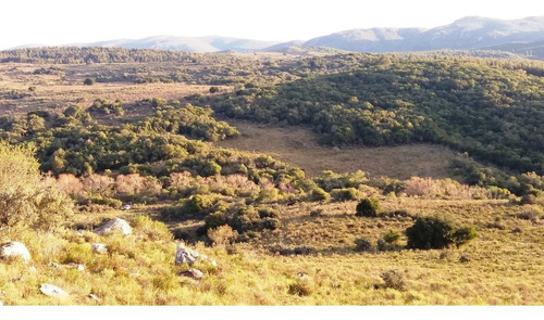 Imagen 7 de 30 de Campo 142 Hectareas Ganadero Forestal Lavalleja