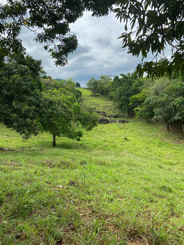 Terreno Com Pomar E Nascente