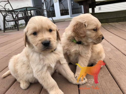 Golden Retriever Hembras Y Machos La Mejor Trayectoria