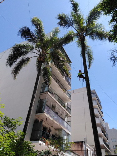Imagen 10 de 10 de Poda De Altura - Extracciones - Limpieza Palmeras - Tala