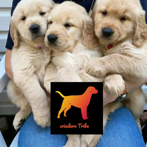 Golden Retriever Machitos Con Tubo Pelotitas De Regalo