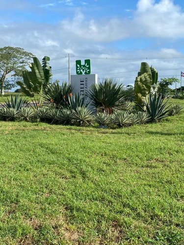 Imagem 25 de 30 de Terreno - Ak01730a6 - 67869767