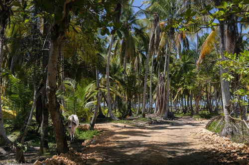 Terrenos En Venta Vista Al Mar A Minutos De La Playa En Lagunas De Nisibón, Punta Cana, 622m2