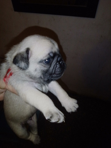 Imagen 1 de 9 de Cachorros Pug Carlinos