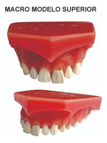 Macro Modelo Odontologico Superior Estudo Arcada Dentaria