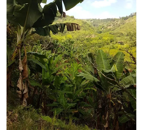 Vendo Finca Por El Trebol 7,5 Has (11,5 Cuadras) Chinchina